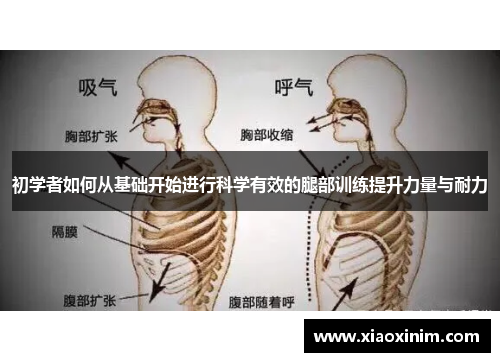 初学者如何从基础开始进行科学有效的腿部训练提升力量与耐力